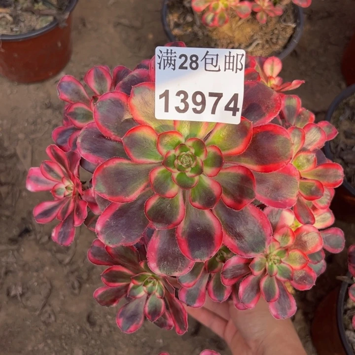 13974香奈儿多肉植物