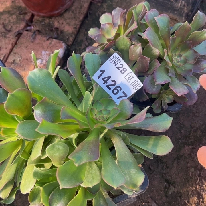 14267香妃多肉两颗