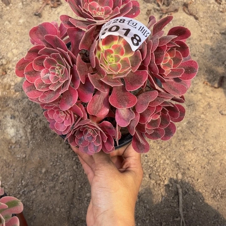 2018南美杜莎多肉植物