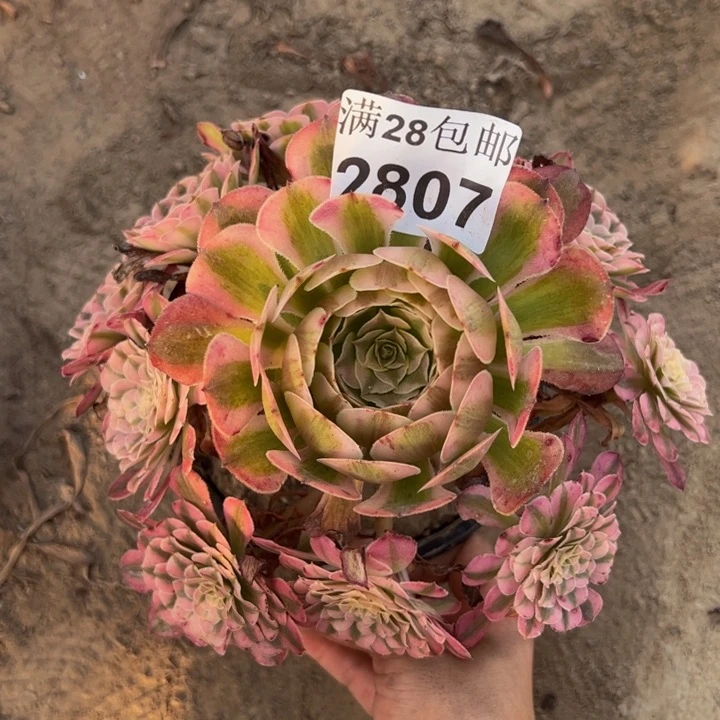 2807同白多肉植物