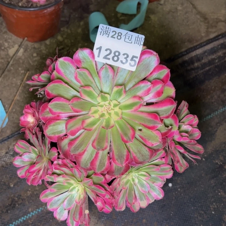 12835同白多肉植物