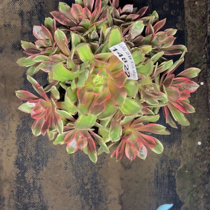 14822浣纱多肉植物