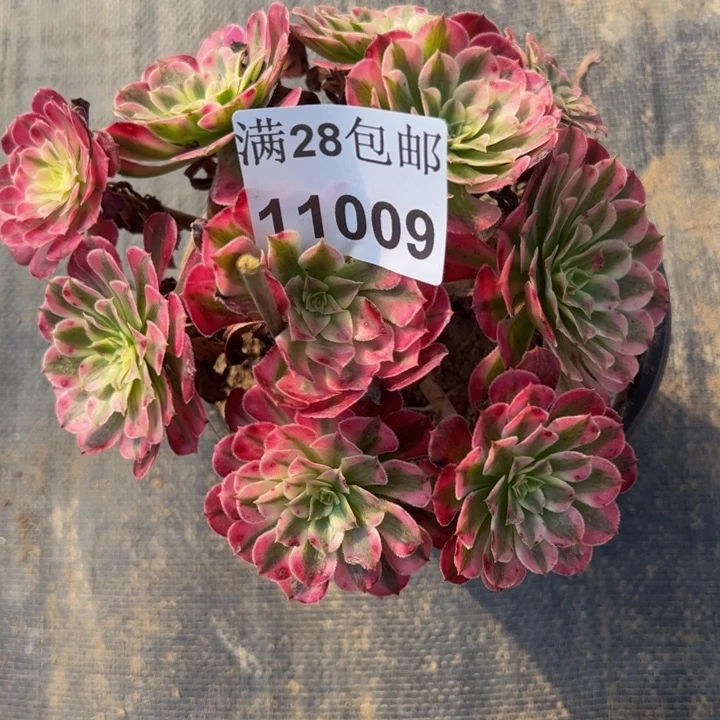 11009同白多肉植物