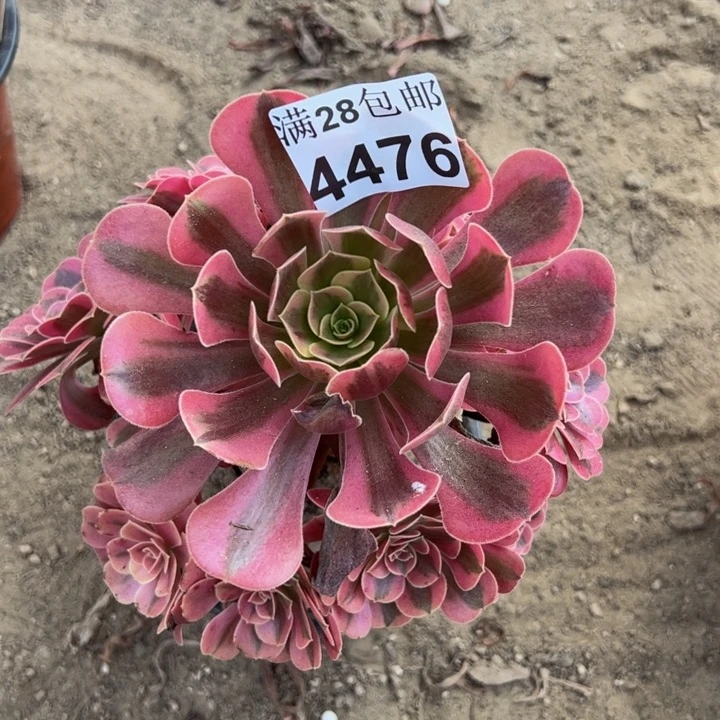 4476美杜莎多肉植物