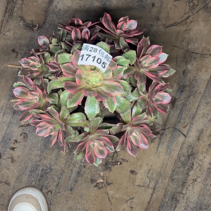 17105浣纱多肉植物