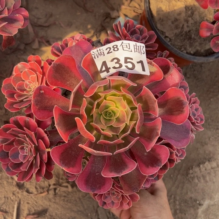 4351美杜莎多肉植物