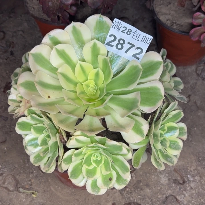2872白凤多肉植物