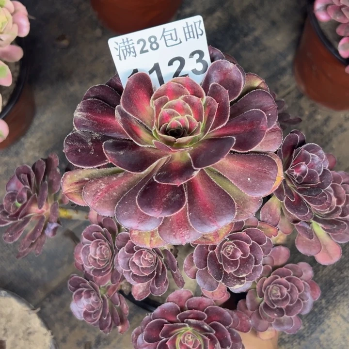 1123晚霞多肉植物