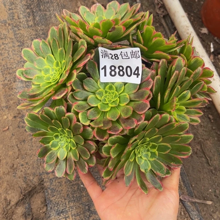 18804朝霞多肉植物