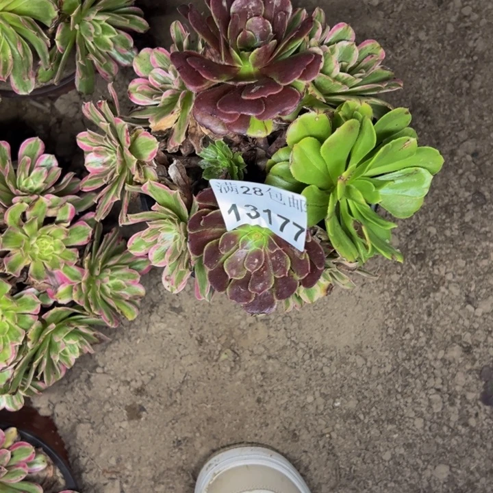 13177南粉丝绒多肉植物