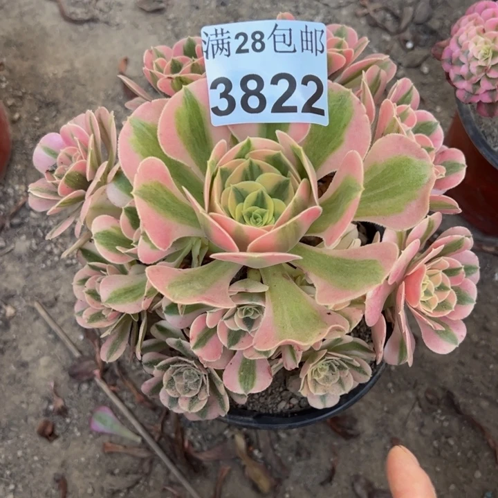 3822女巫多肉植物