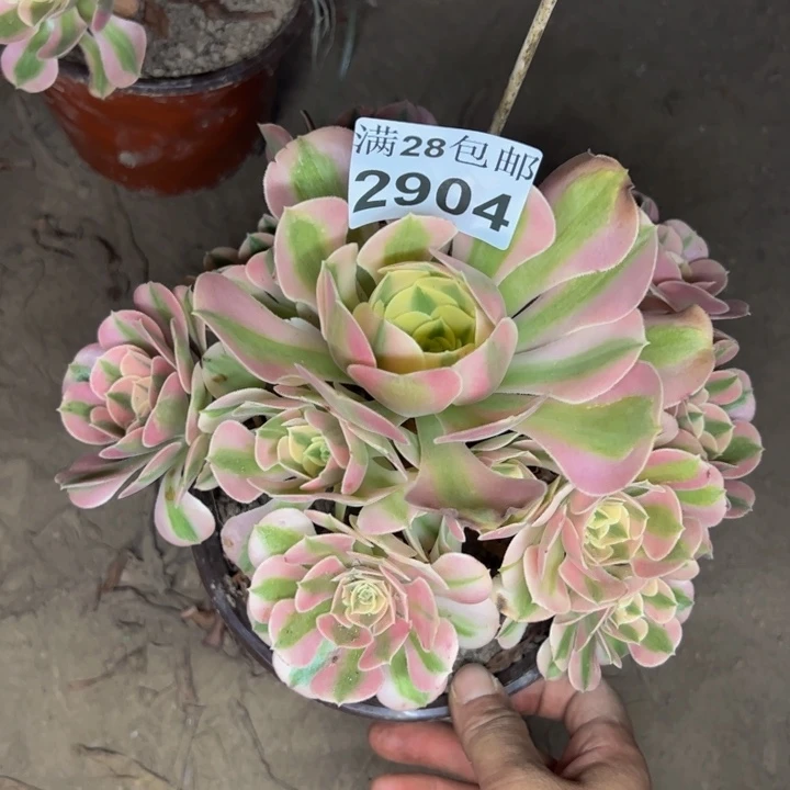 2904女巫多肉植物