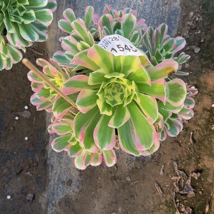 15458白凤多肉植物