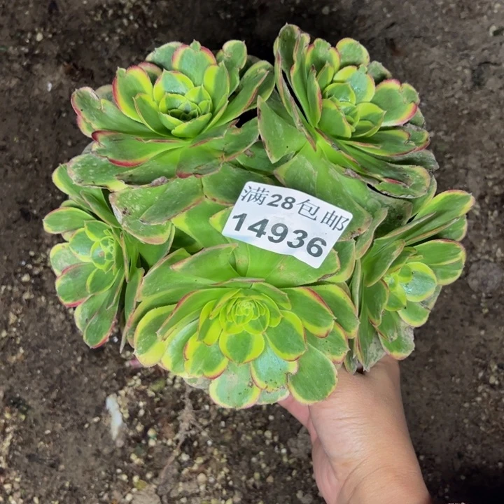14936奶白多肉植物