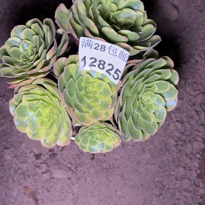 12825奶白多肉植物
