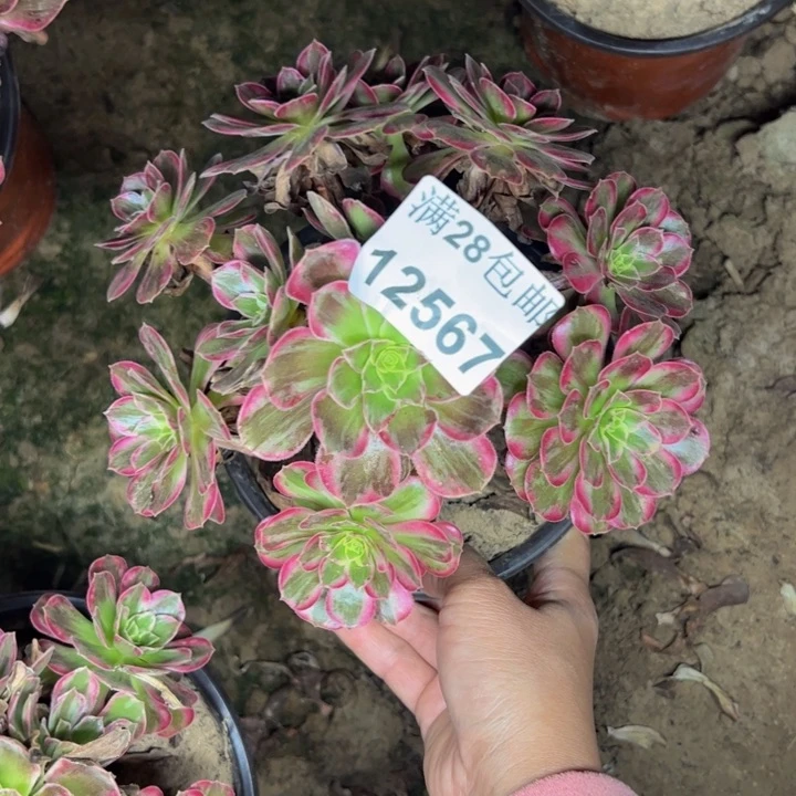 12567安娜多肉植物