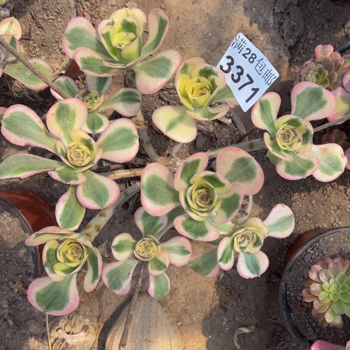 3371燕姿多肉植物