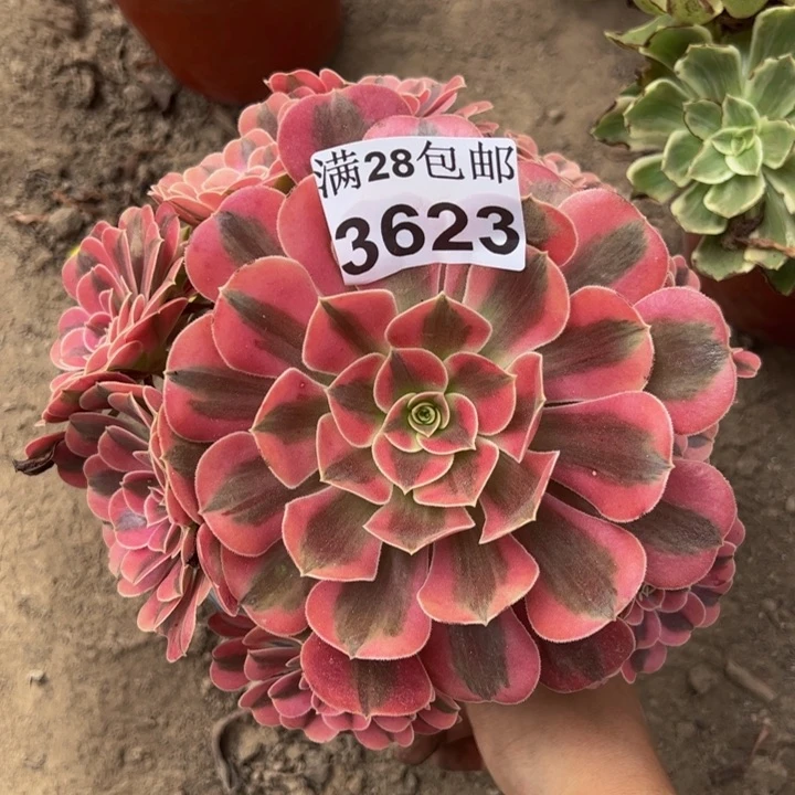 3623美杜莎多肉植物