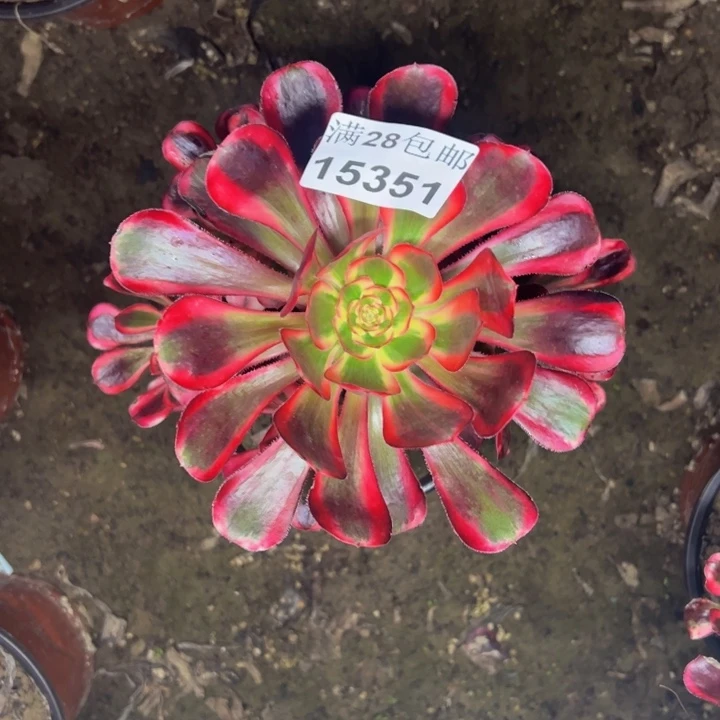 15351丽娜多肉植物