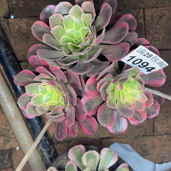 1094北多肉植物花