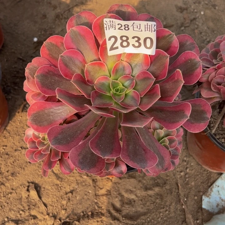 2830美杜莎多肉植物
