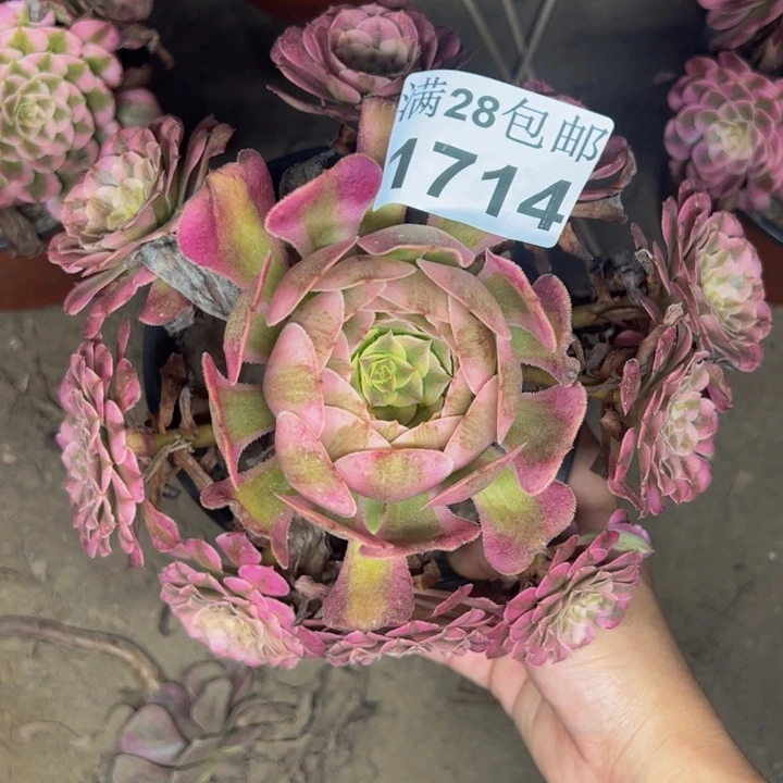 1714同白多肉植物