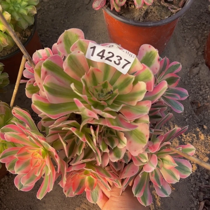 14237女巫多肉植物