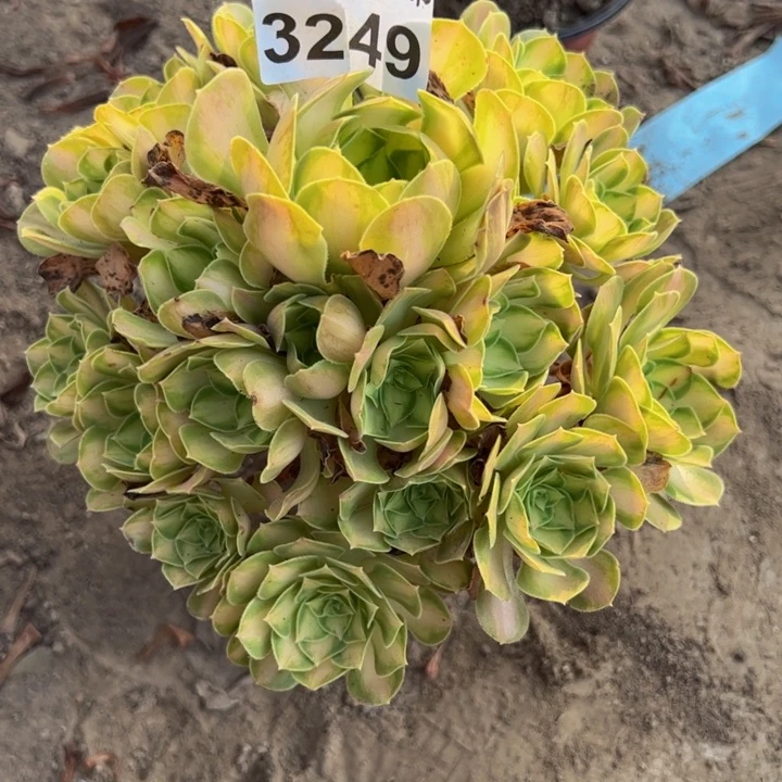 3249韶华多肉植物