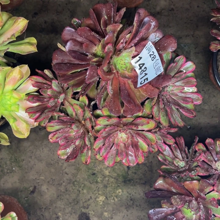 14815南紫霞多肉植物