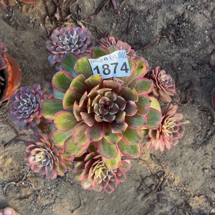 1874紫霞多肉植物