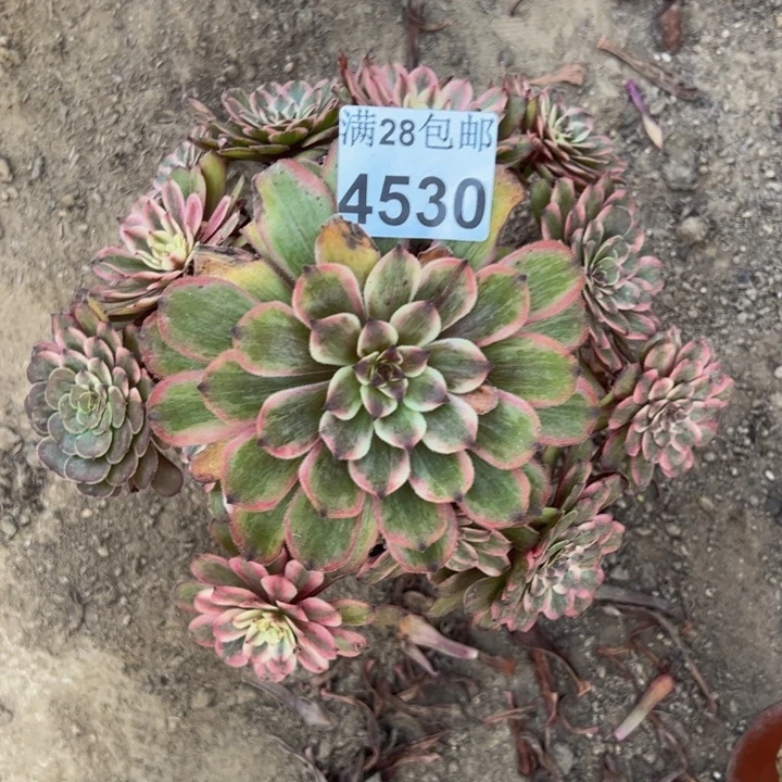 4530紫霞多肉植物