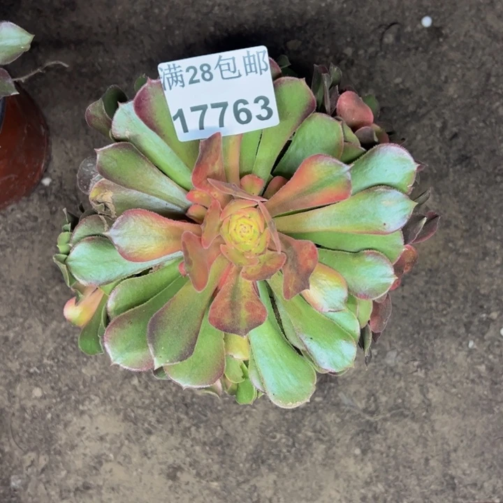 17763南香妃多肉植物
