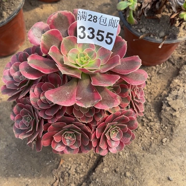 3355美杜莎多肉植物