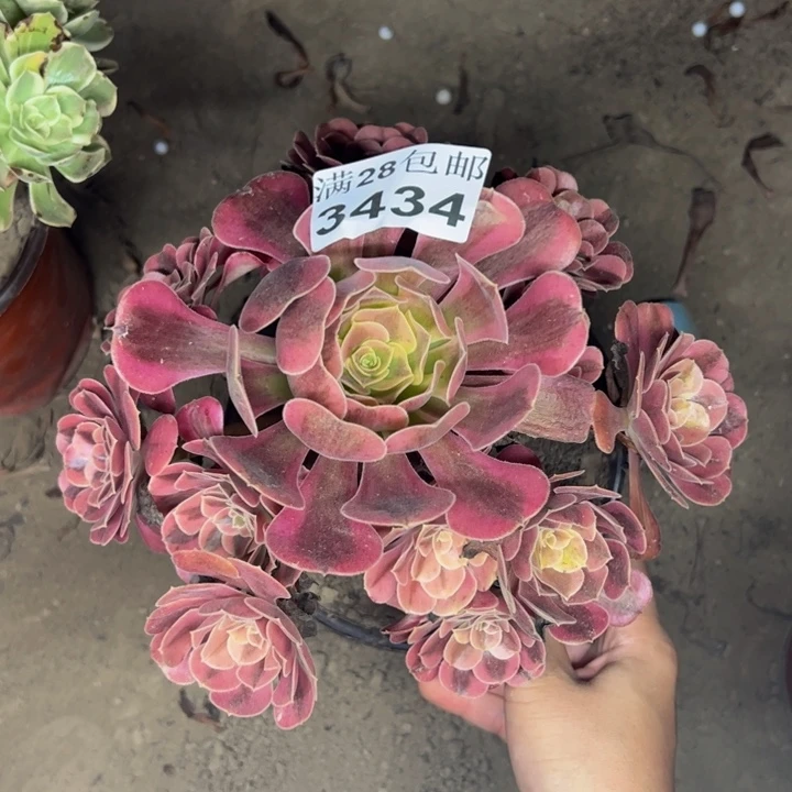 3434美杜莎多肉植物