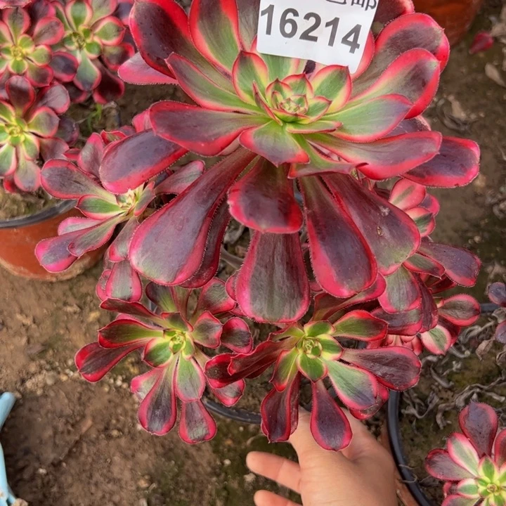 付****教16214丽娜多肉植物