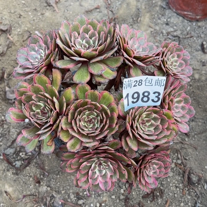 1983紫霞多肉植物