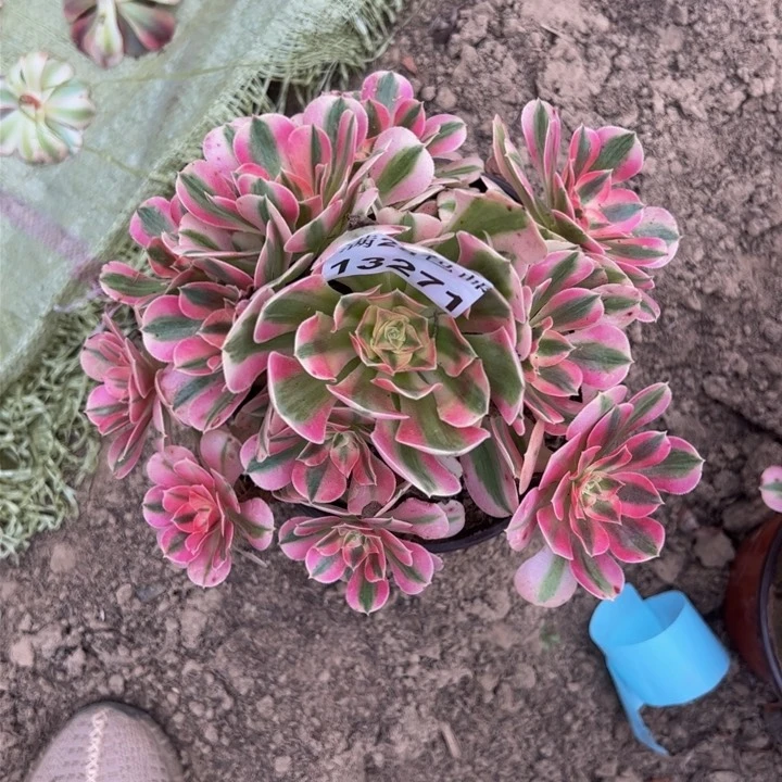 13271南女巫多肉植物