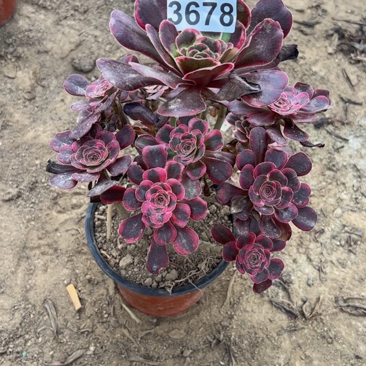 3678丽娜多肉植物