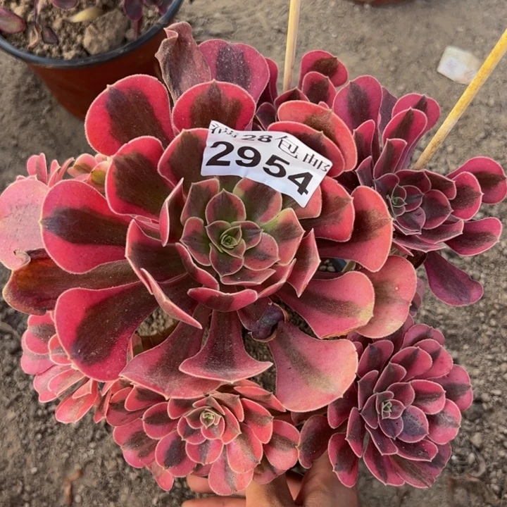 2954美杜莎多肉植物