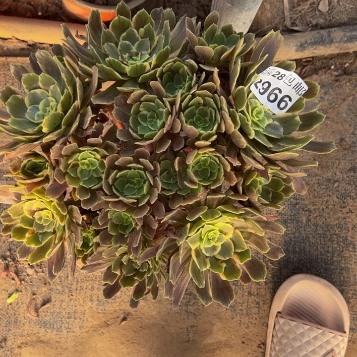 2966灰多肉植物花