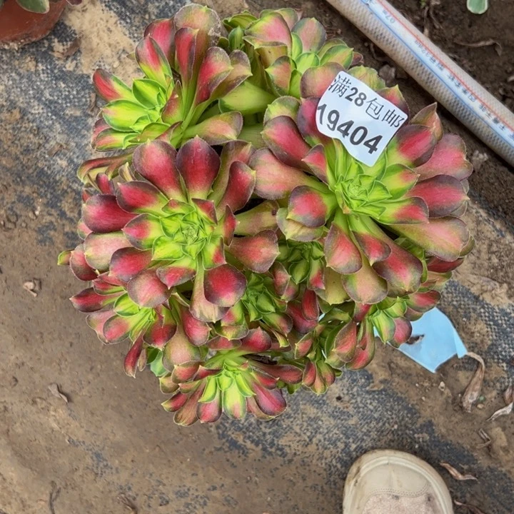 19404韶华多肉植物