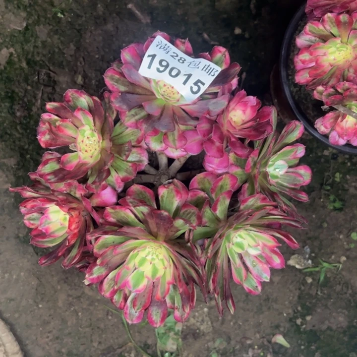 19015同白多肉植物