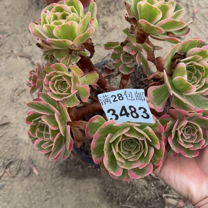 3483安娜多肉植物