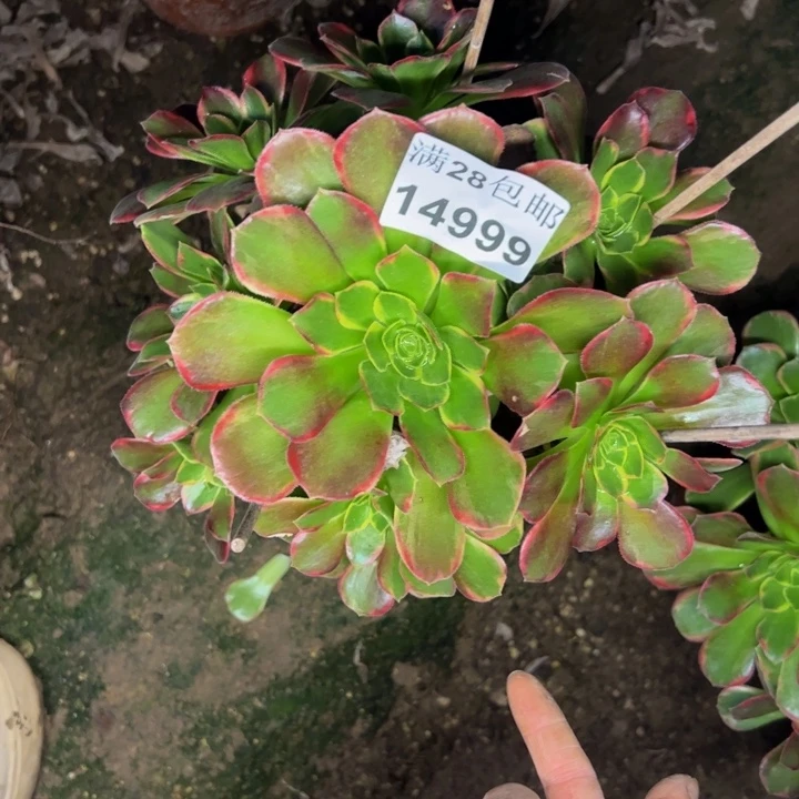 14999有伤口多肉植物