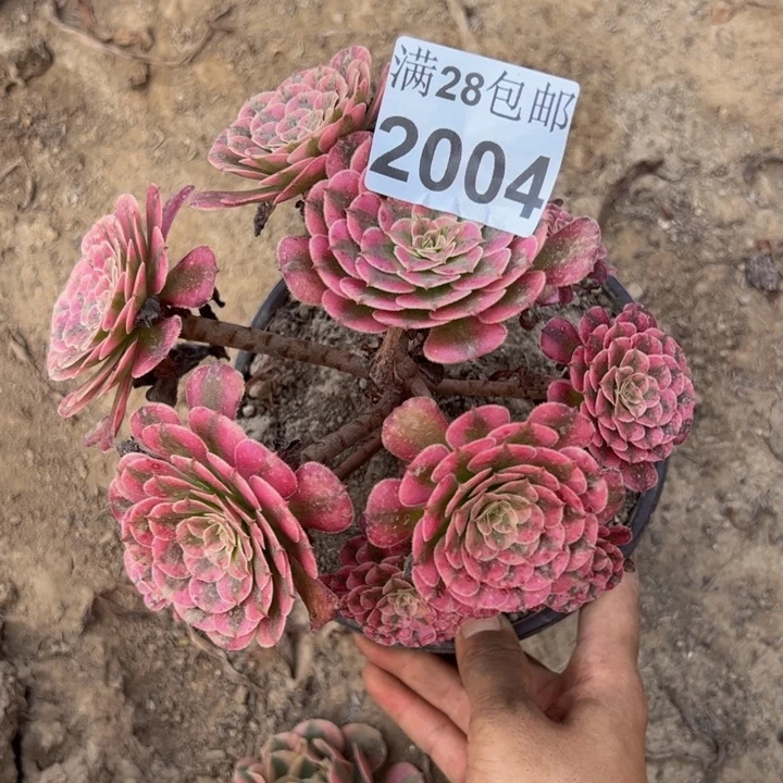2004同白多肉植物