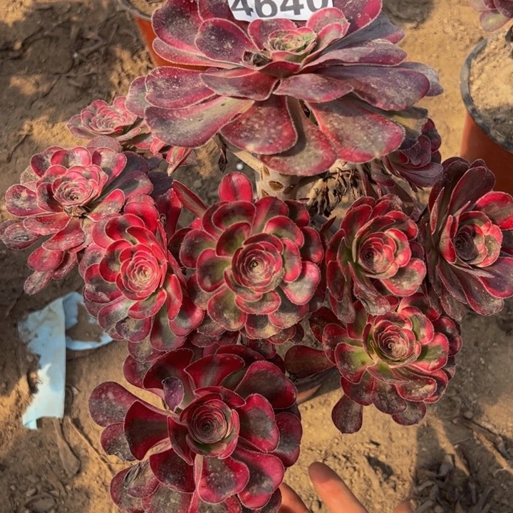 4640丽娜多肉植物