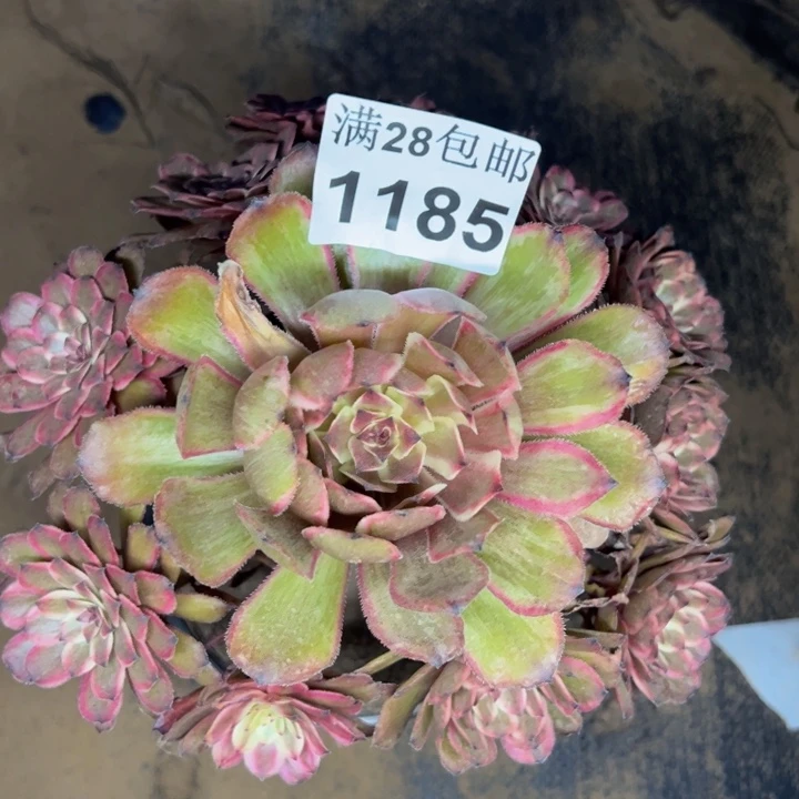1185紫霞多肉植物