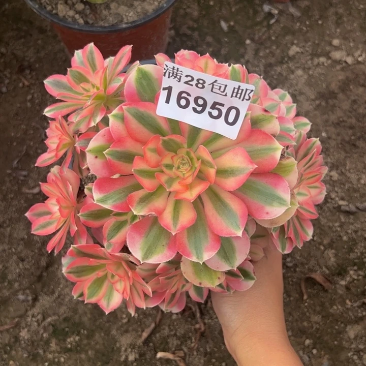 16950女巫多肉植物