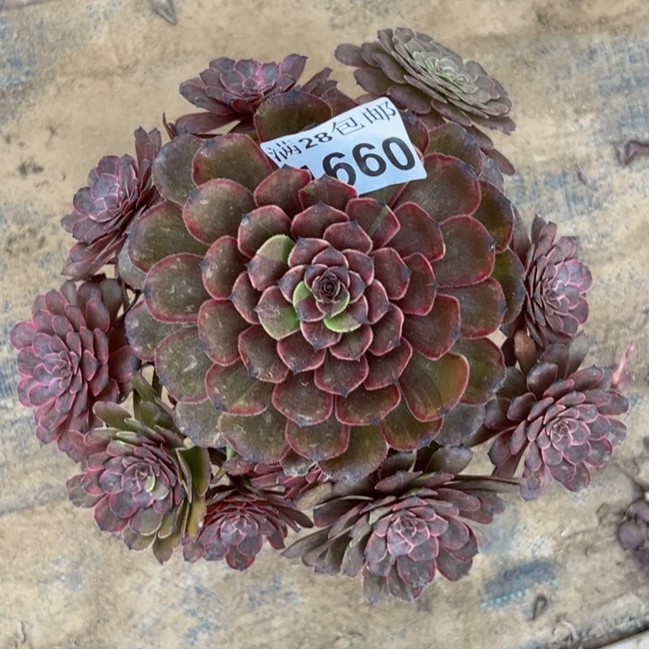 1660紫霞优选多肉植物