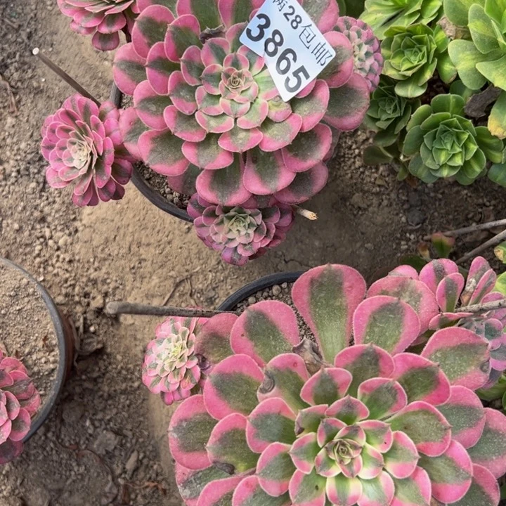 3865两颗多肉植物